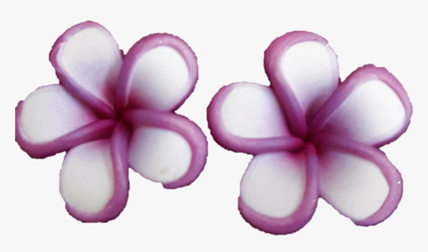 Mini Purple Rimmed Plumeria Earrings - Frangipani, HD Png Download