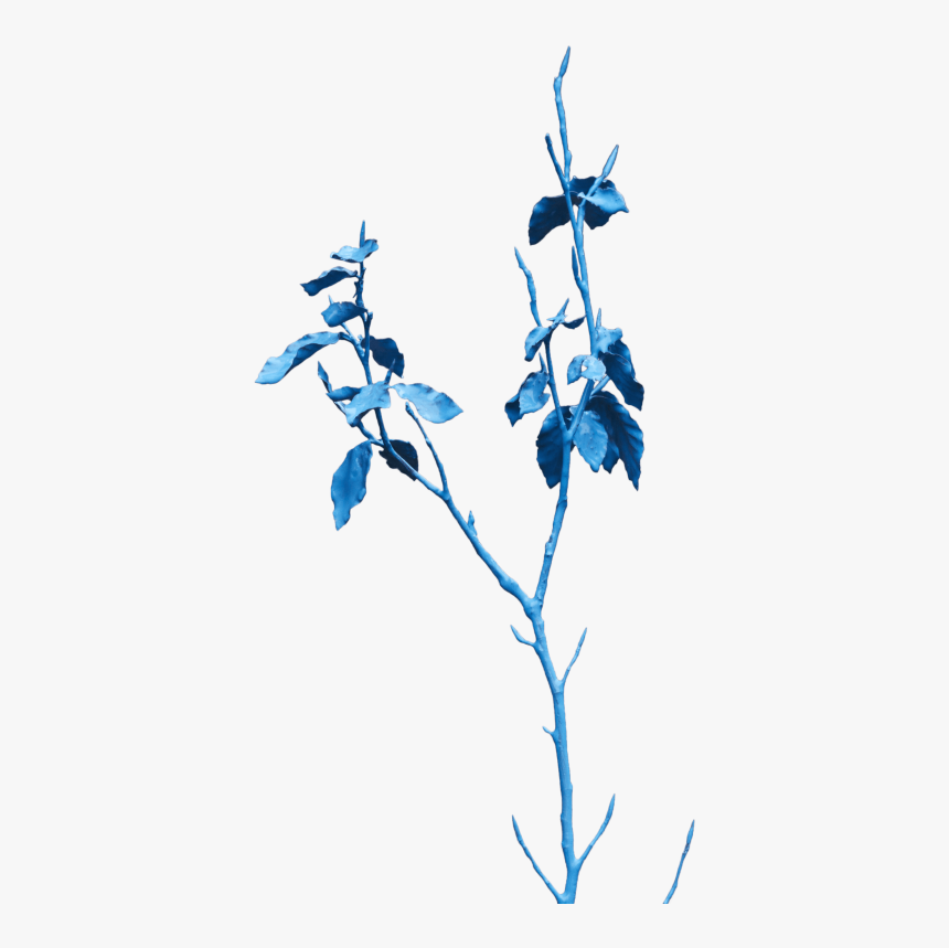 Twig, HD Png Download