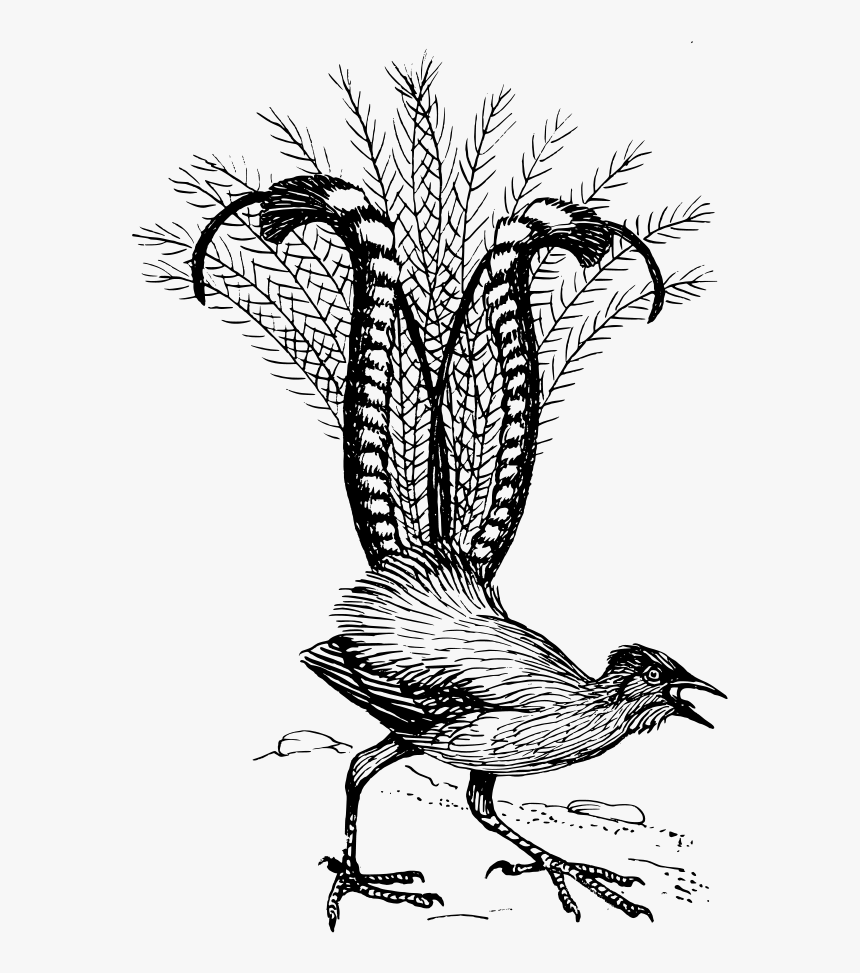 Lyre Bird Svg Clip Arts - Lyre Bird, HD Png Download