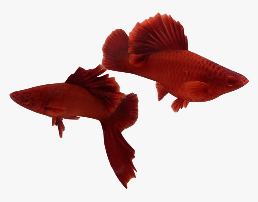 Snapper, HD Png Download