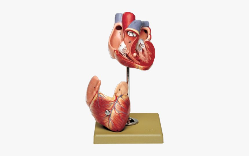 Two Part Heart Model 
 Data Zoom //cdn - Somso Hs5, HD Png Download