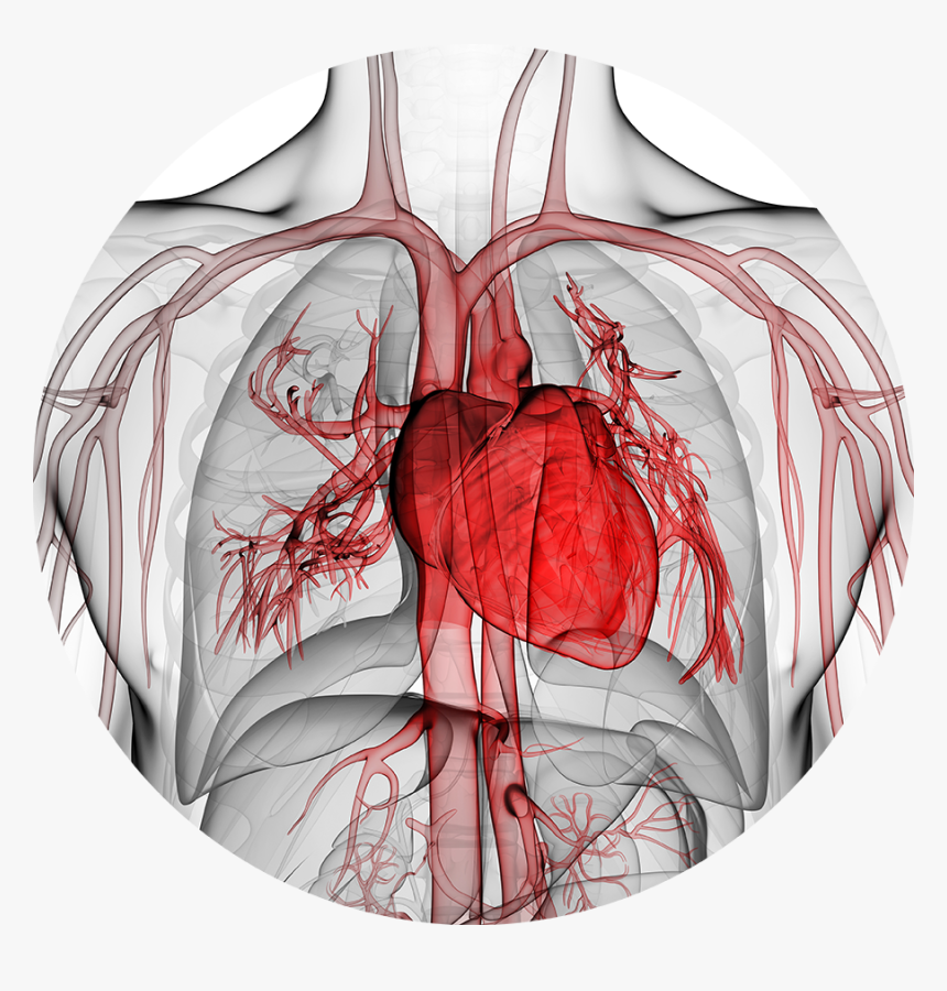 Major Research In Cardiology, HD Png Download
