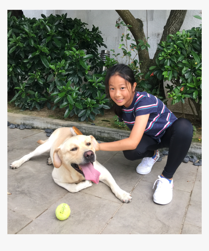 Labrador Retriever, HD Png Download