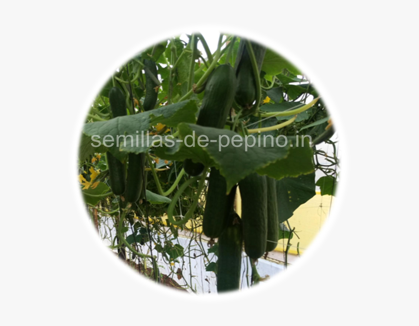 Transparent Pepino Png - Dish, Png Download