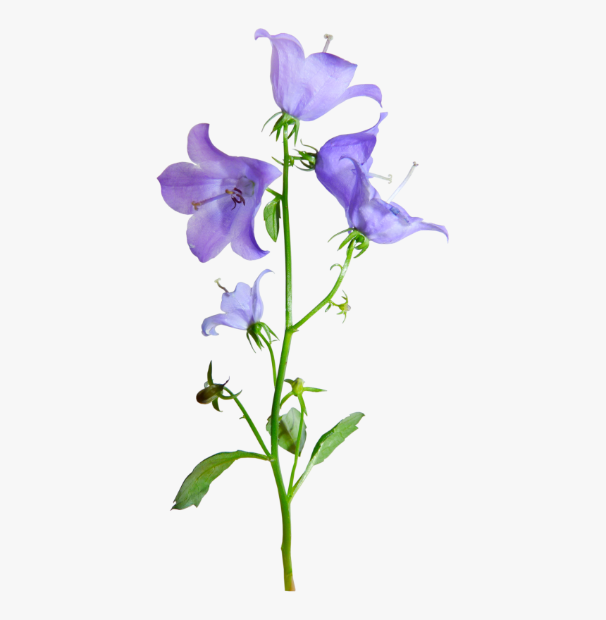 Bellflower Png - Harebell Png, Transparent Png