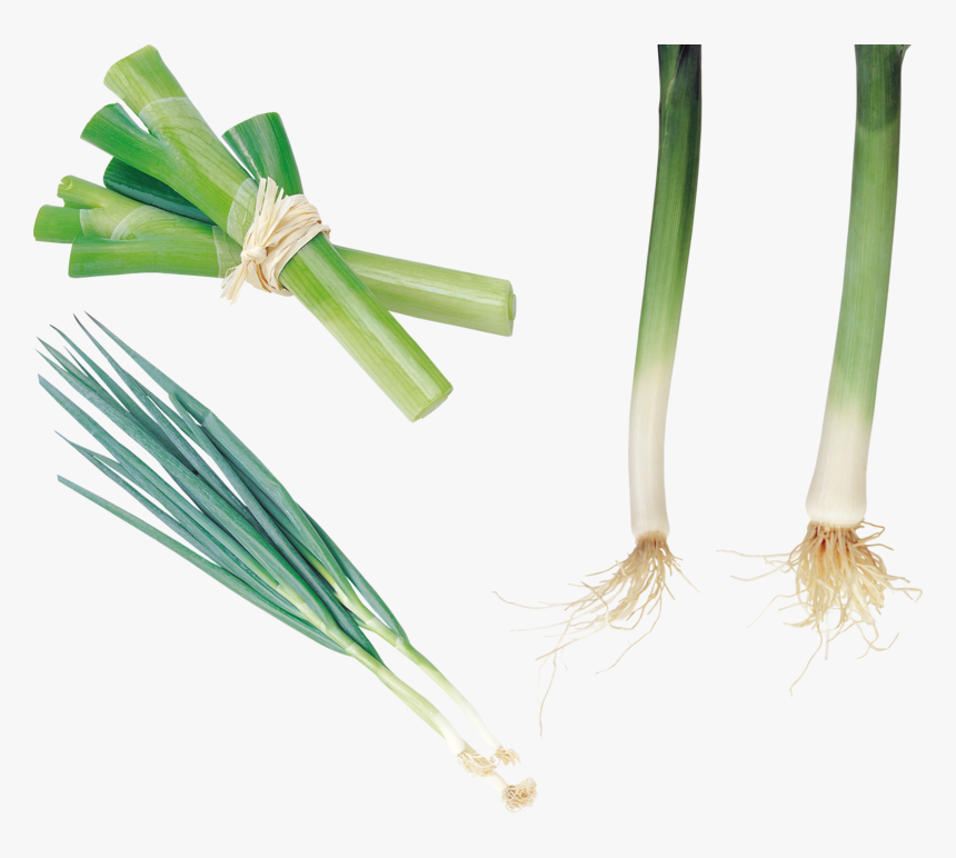 Background Leek Transparent - Welsh Onion, HD Png Download