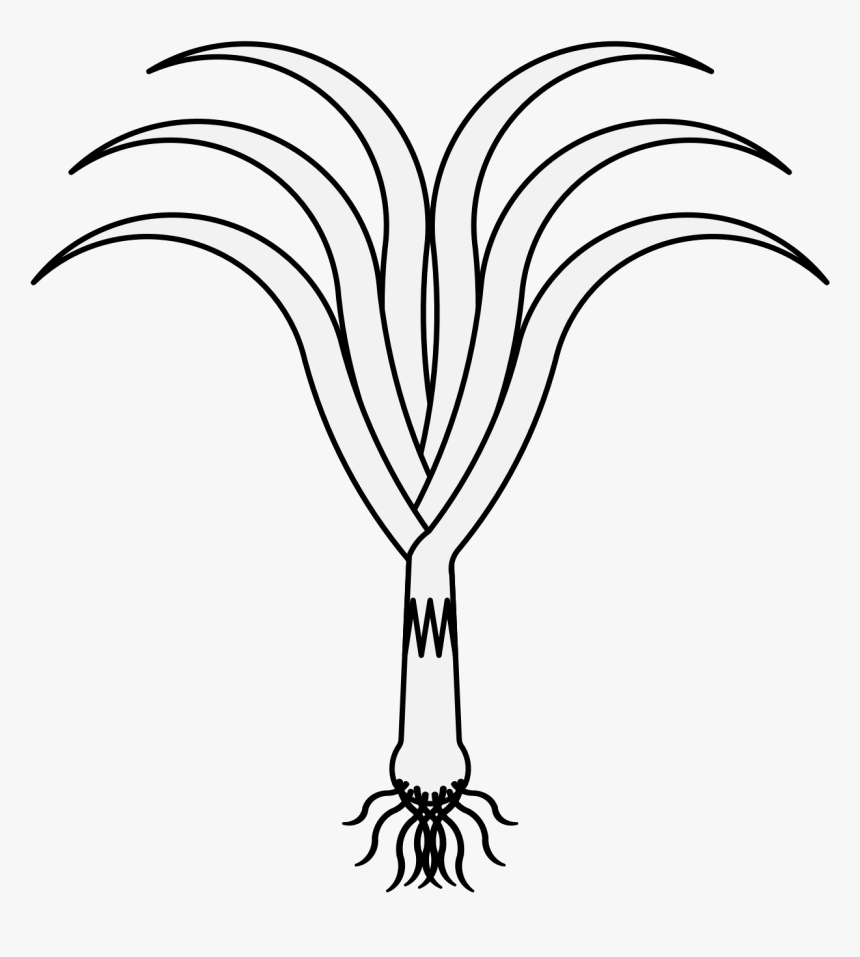 Leeks Clipart Black And White, HD Png Download