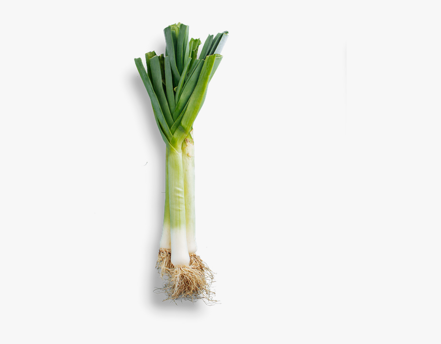 Welsh Onion, HD Png Download