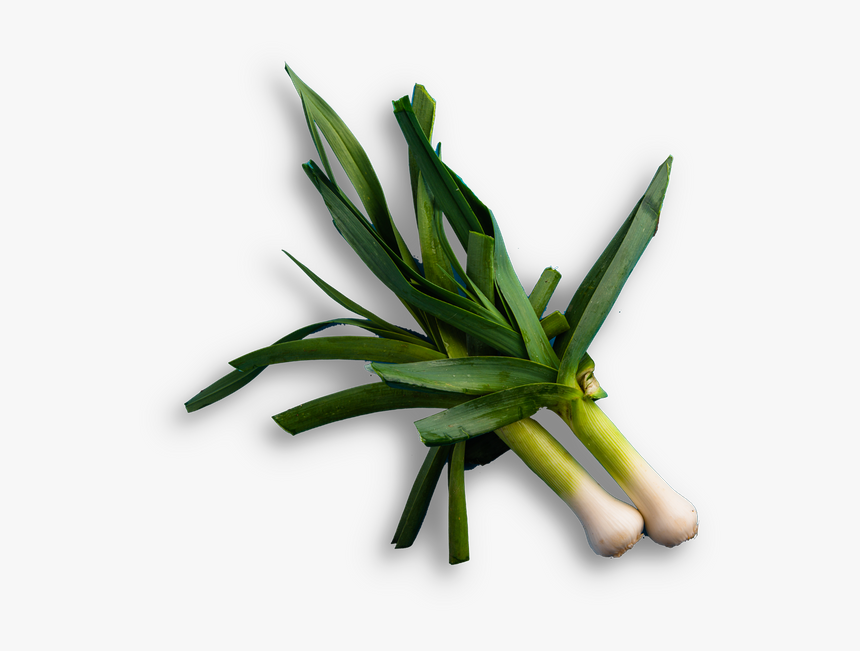 Sweet Grass, HD Png Download