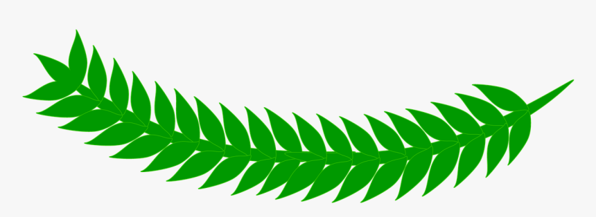 Leaf Grass Green Free Photo - Hoja De Hierba Png, Transparent Png