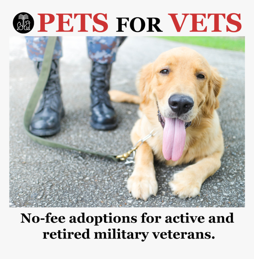 Veterans - Service Dogs And Veterans, HD Png Download