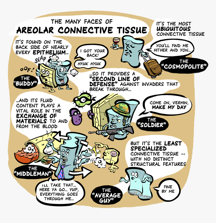 The Many Faces Of Areolar Connective Tissue - Cartoon, HD Png Download