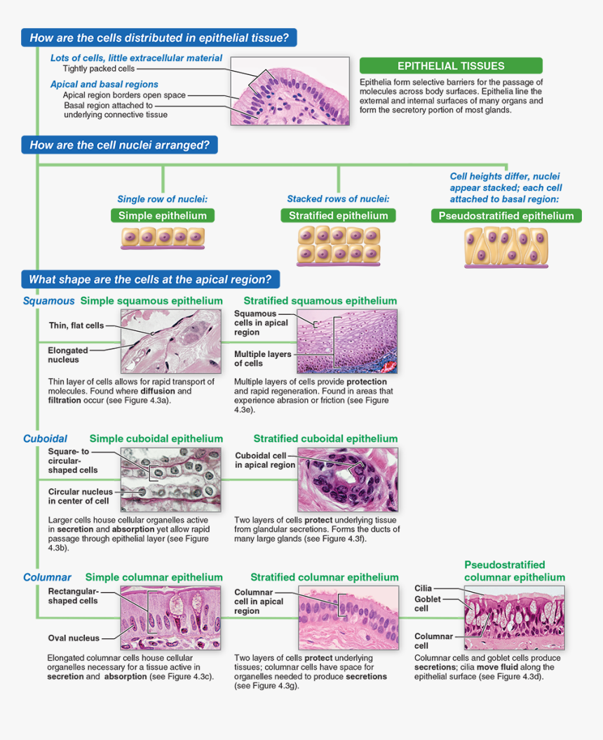 Colorfulness, HD Png Download