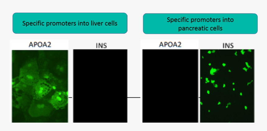 Screenshot, HD Png Download