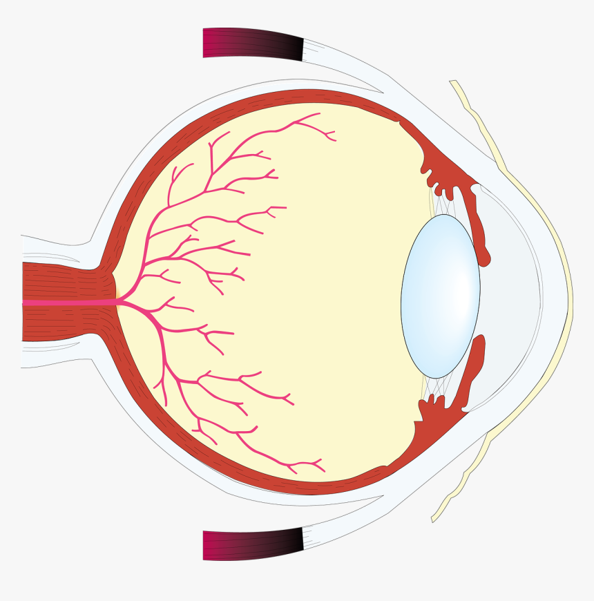 Human Eye, HD Png Download