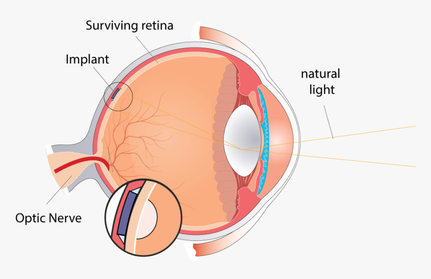 Inside Of Eye Model, HD Png Download