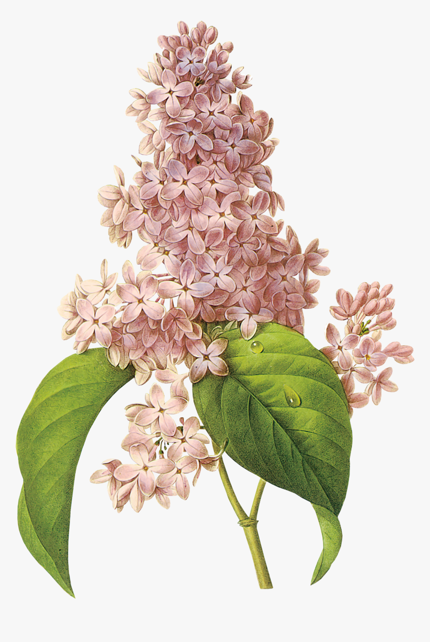 Lilac Png - Flores De Colores Que Parecen De Algodon, Transparent Png
