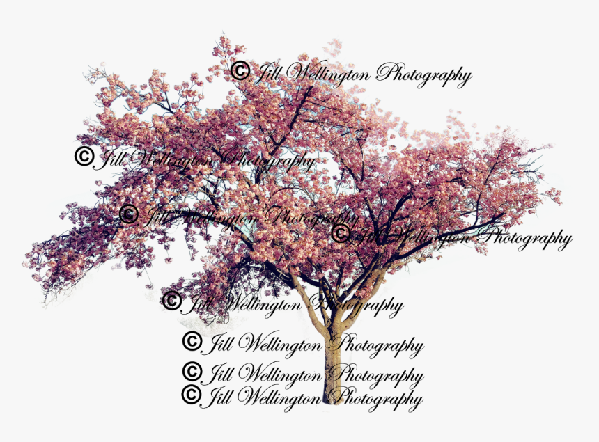 Red Bud, HD Png Download