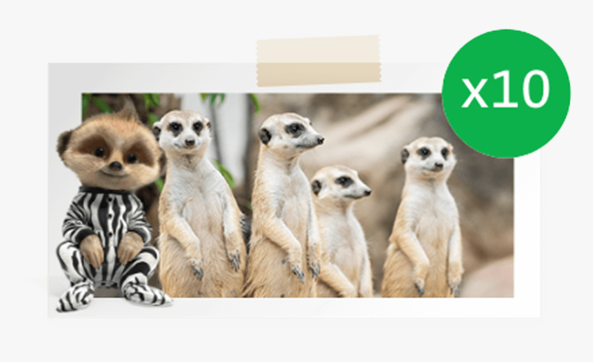4 Surikaty , Png Download - Business-to-business, Transparent Png