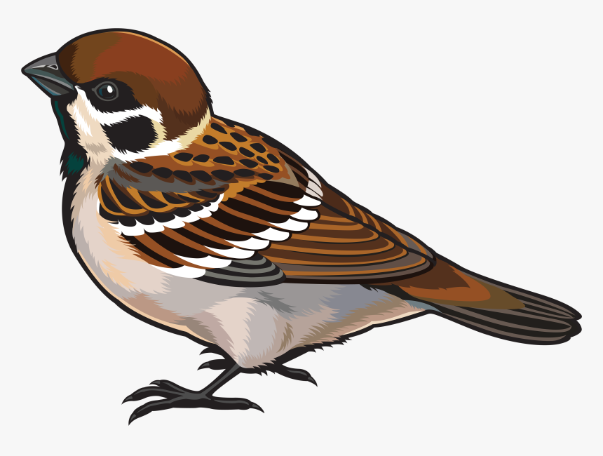 Clipart Image Of Sparrow, HD Png Download