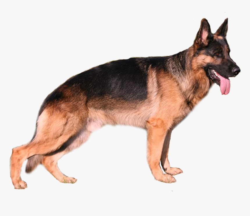 Deutscher Schäferhund , Png Download - Deutscher Schäferhund, Transparent Png