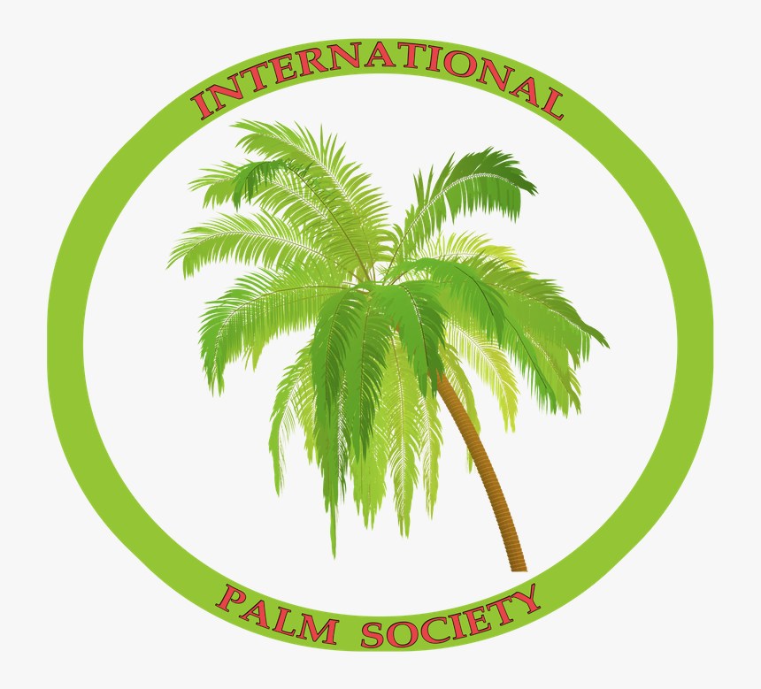 Coconut Tree, HD Png Download