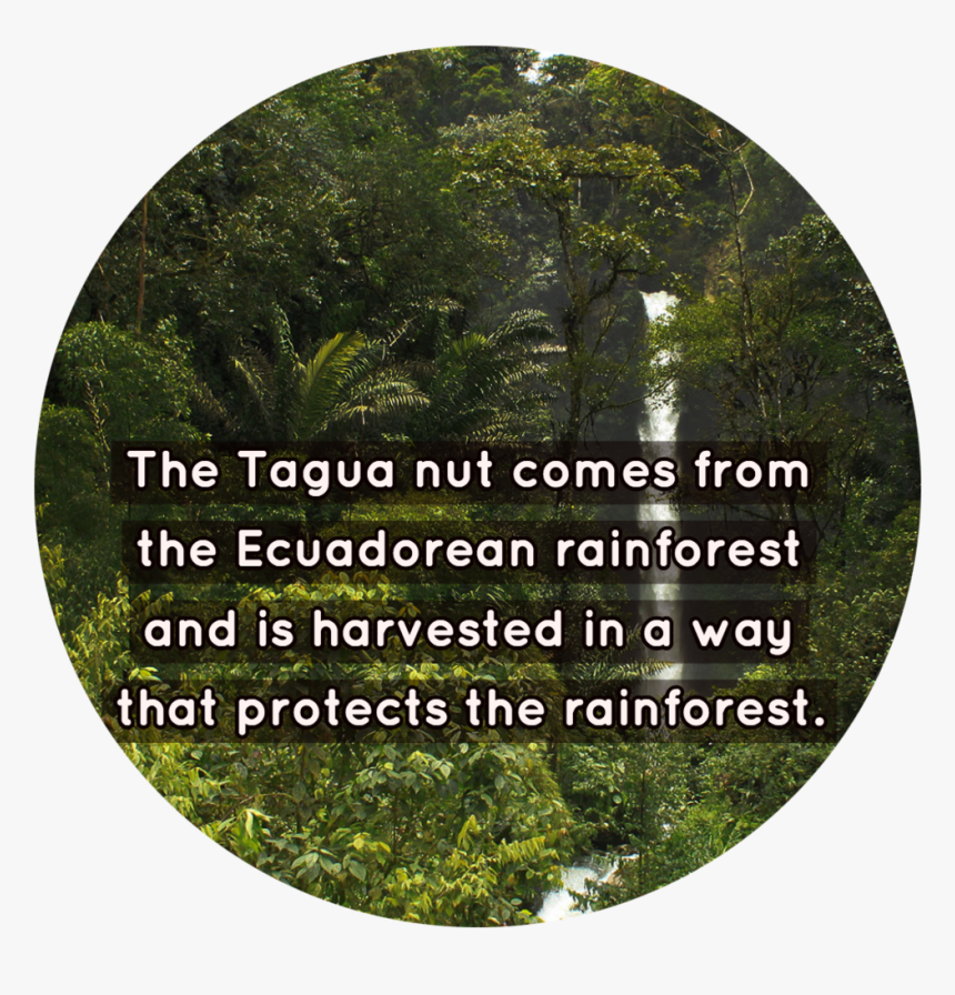 My Post - Oak, HD Png Download