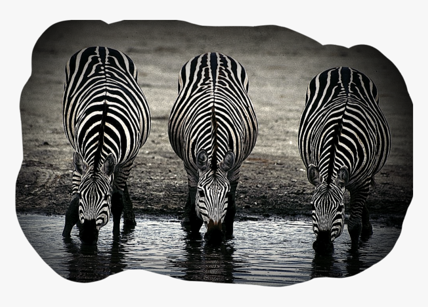 #zebras #zebras #zebrastyle #zebrastripes #zebrahead - No Two Zebras Have The Same Stripes, HD Png Download