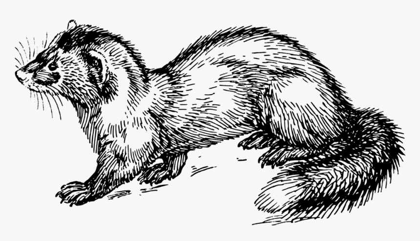 Polecat Clipart, HD Png Download