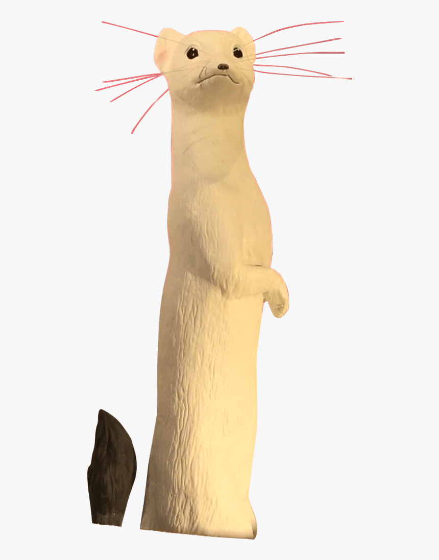 Cat, HD Png Download