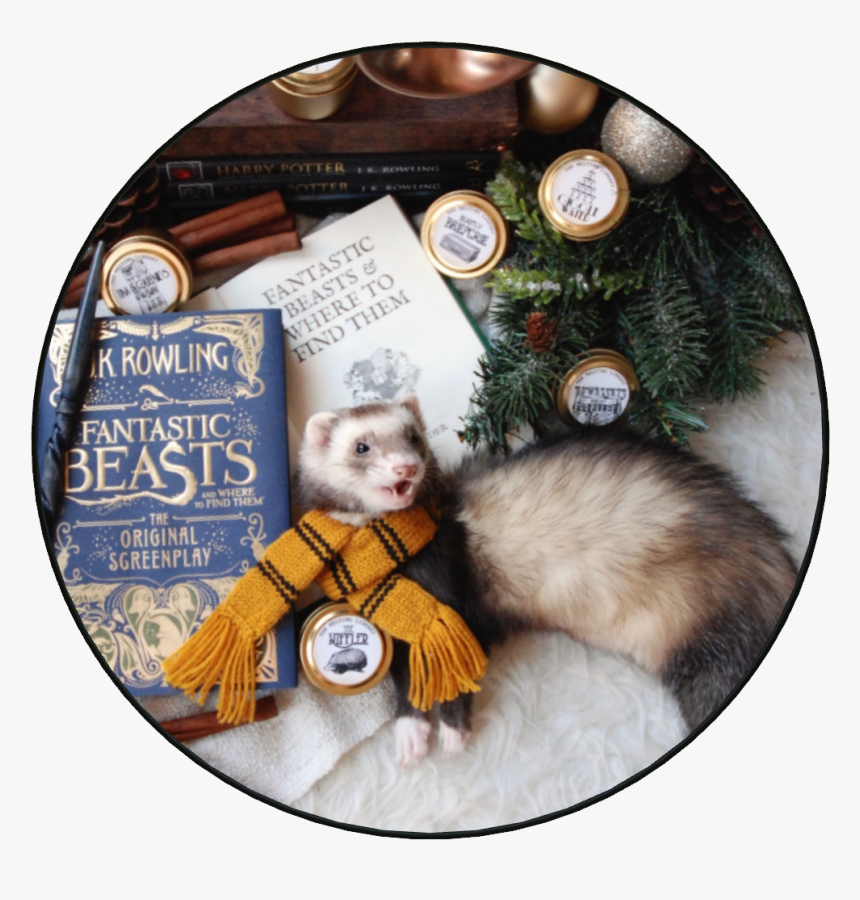 Ferret, HD Png Download