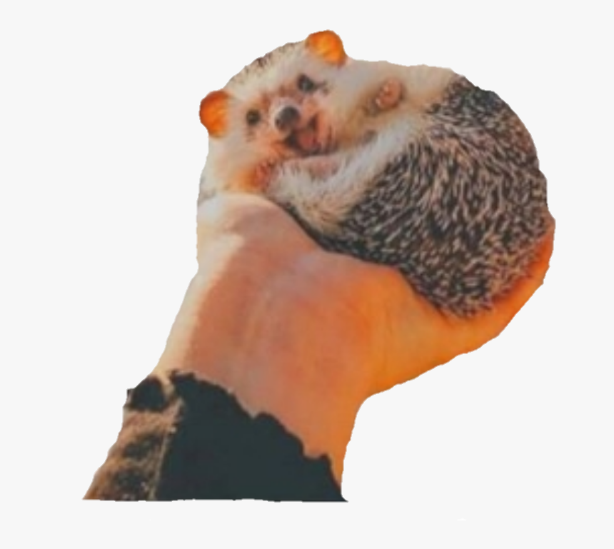 #png #aesthetic #hedgehog #hedghog - Punxsutawney Phil, Transparent Png