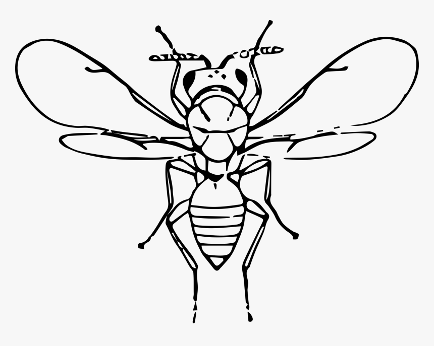 Flu Bug Clip Art - Insect, HD Png Download