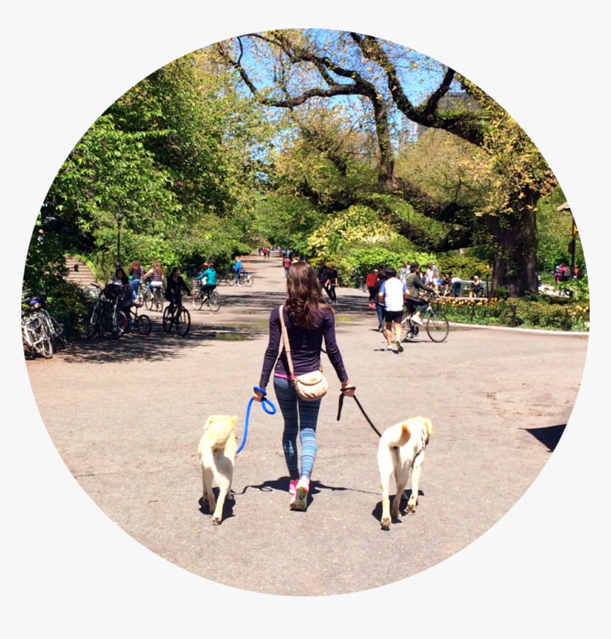 Mixypaws 29 - Dog Walking, HD Png Download