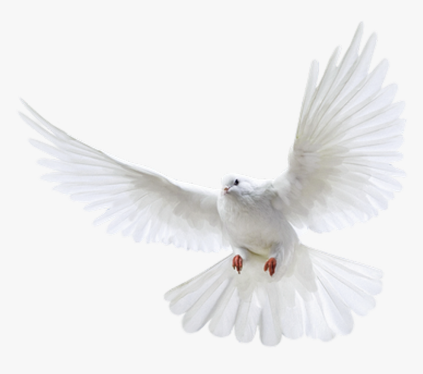 Pigeon Png, Transparent Png