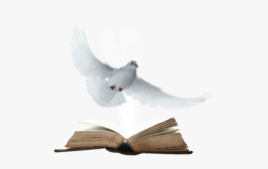 Stock Dove, HD Png Download