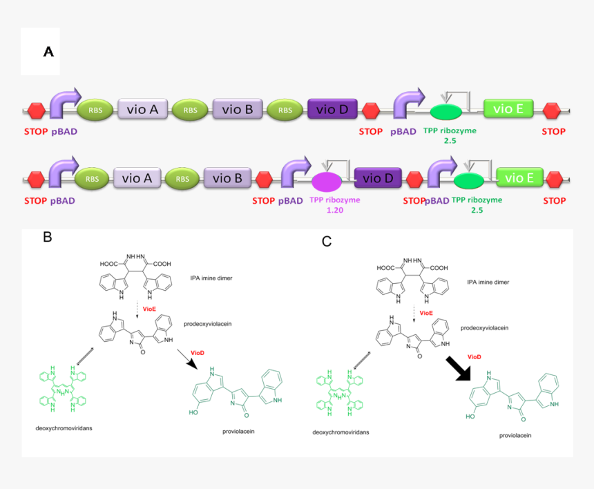Diagram, HD Png Download