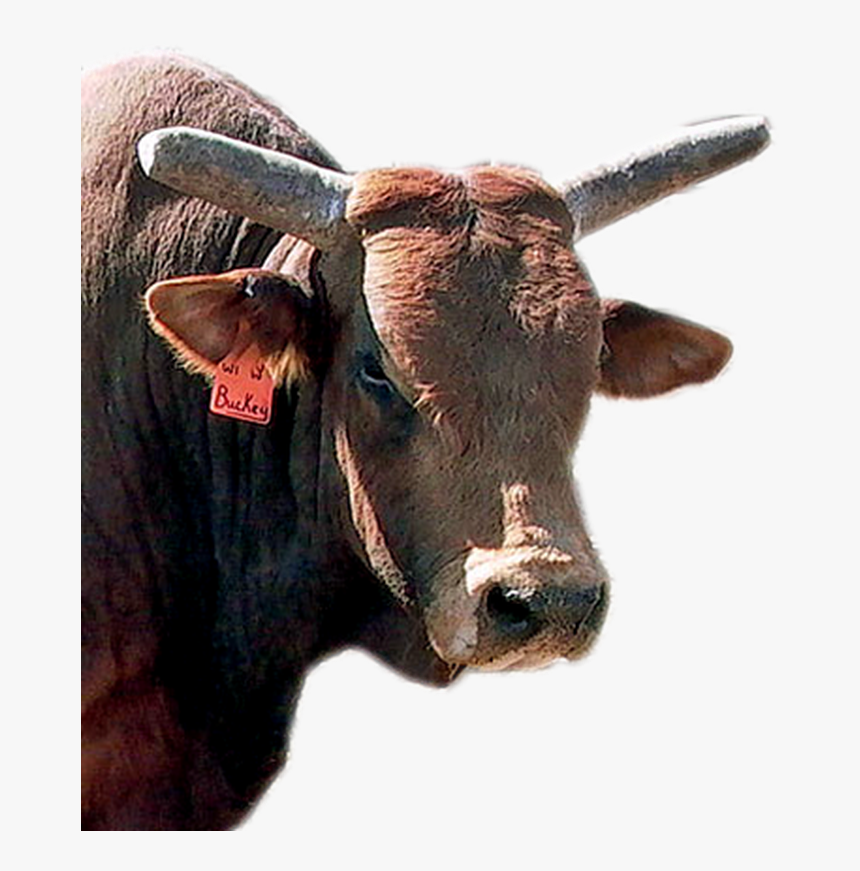 Pbr Bulls, HD Png Download
