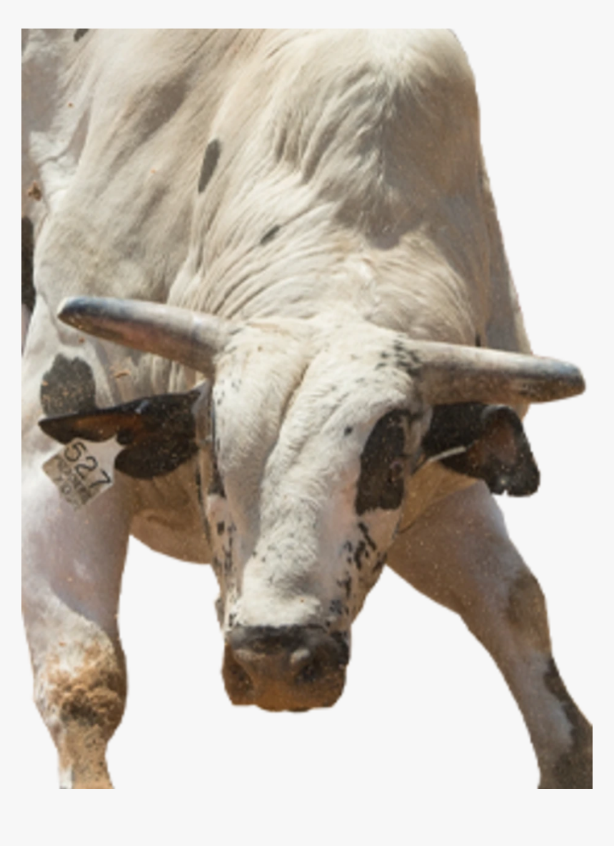 Bull, HD Png Download