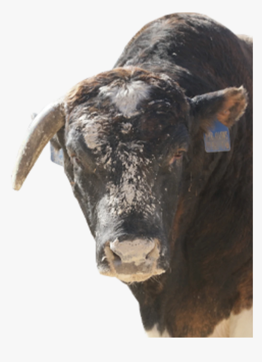 Bull, HD Png Download