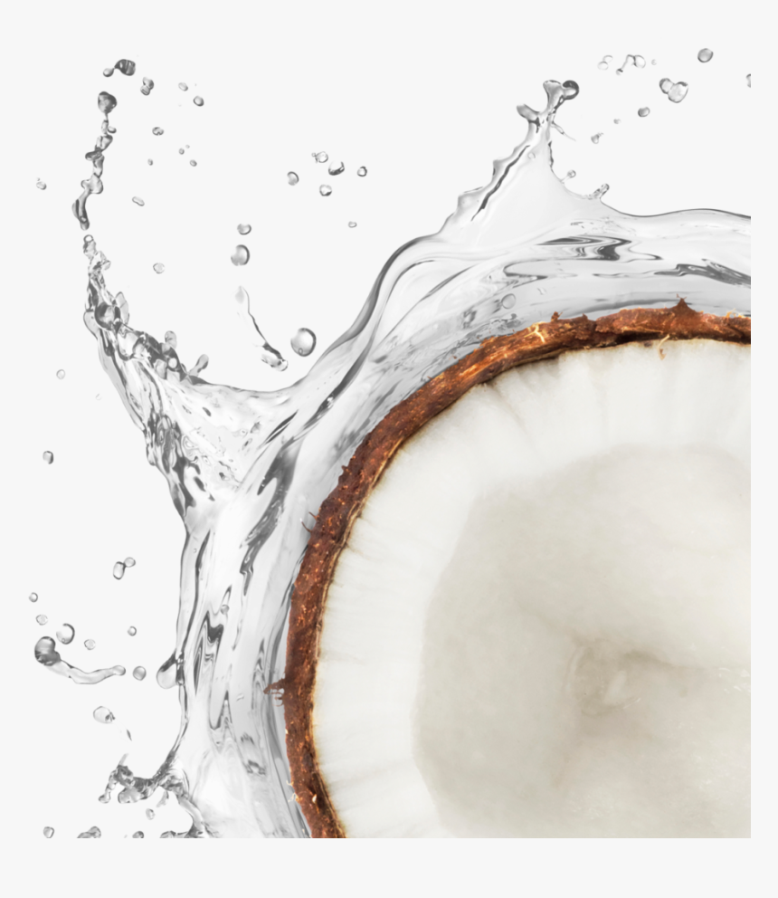 Mct Oil Coconut Splash - Sketch, HD Png Download