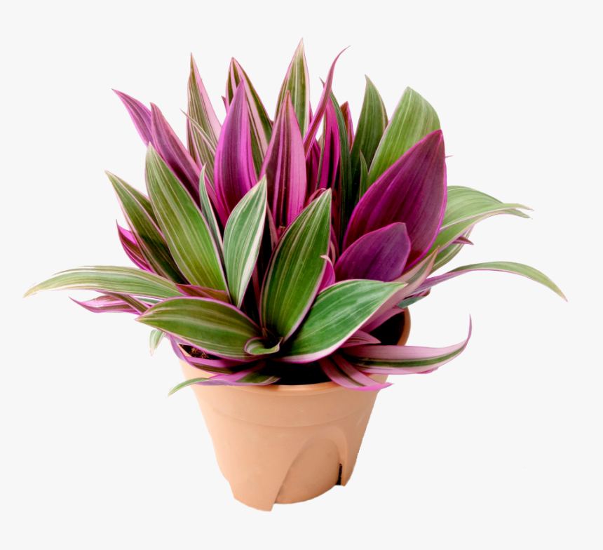 Flowerpot, HD Png Download
