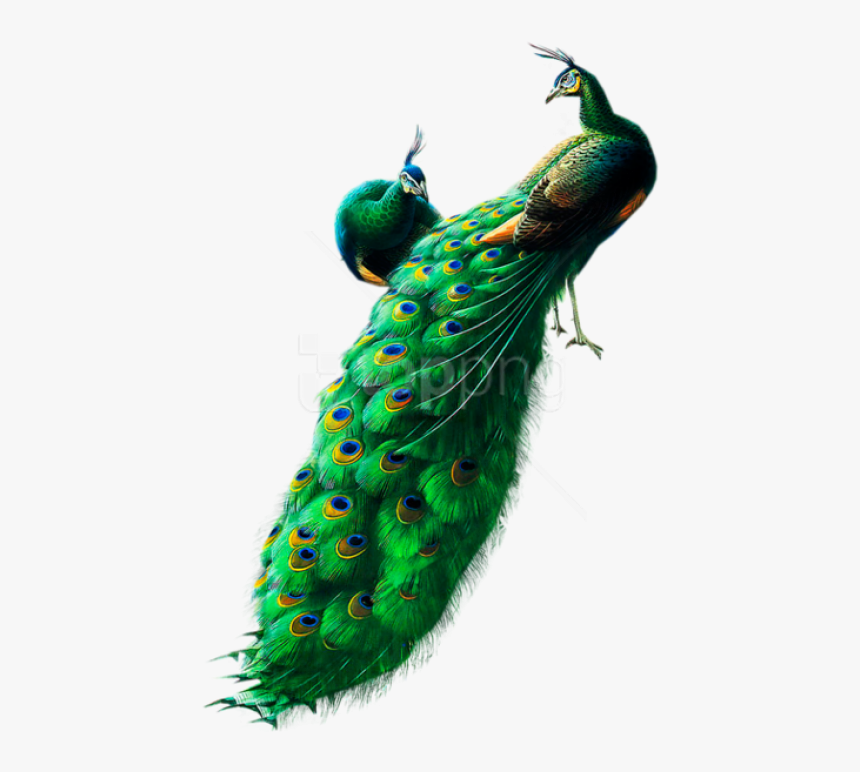 Free Png Peacocks Png Images Transparent - Peacock Png, Png Download