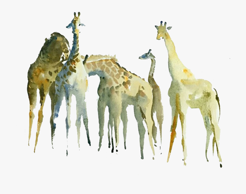 Northern Giraffe Watercolor Painting Drawing - Giraffe, HD Png Download