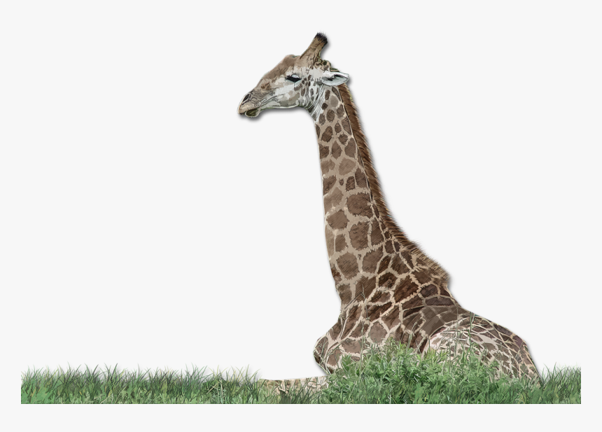 Giraffe, HD Png Download