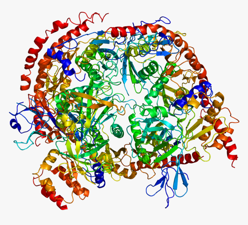 Protein Exosc3 Pdb 2nn6 - Exosome Component 6, HD Png Download
