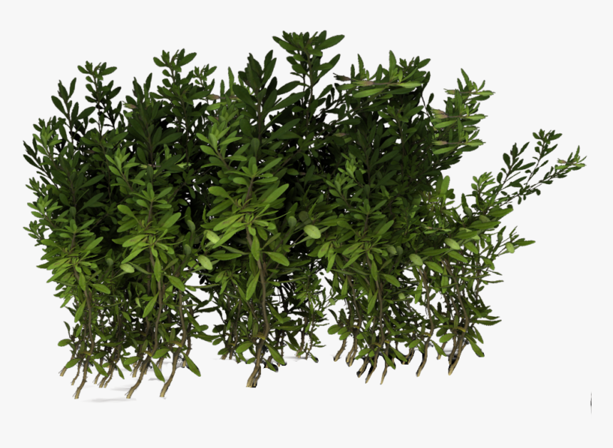 Violets, Narsian Hedge - Portable Network Graphics, HD Png Download