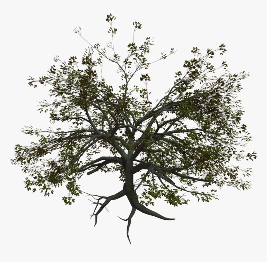 Pond Pine, HD Png Download