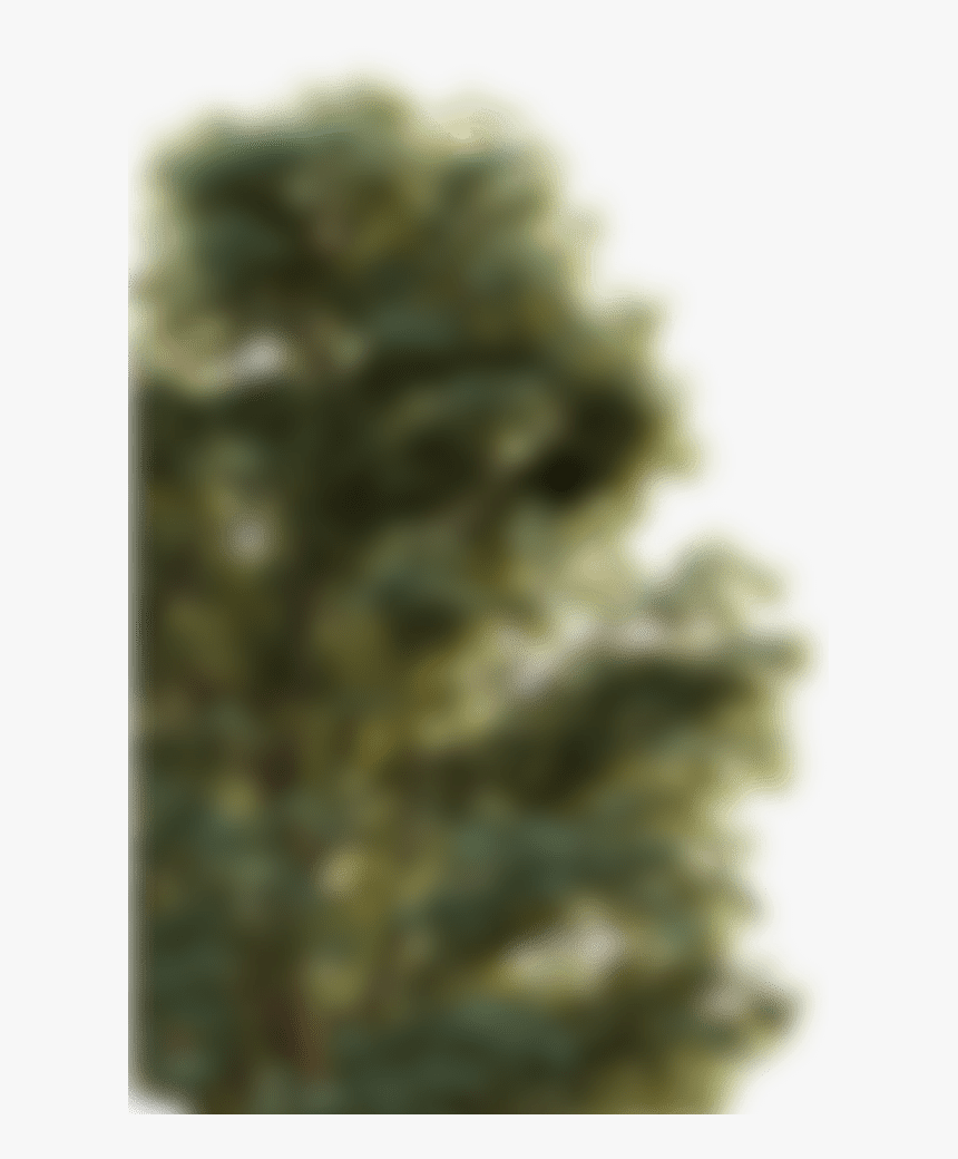 Blurry Trees - Macro Photography, HD Png Download