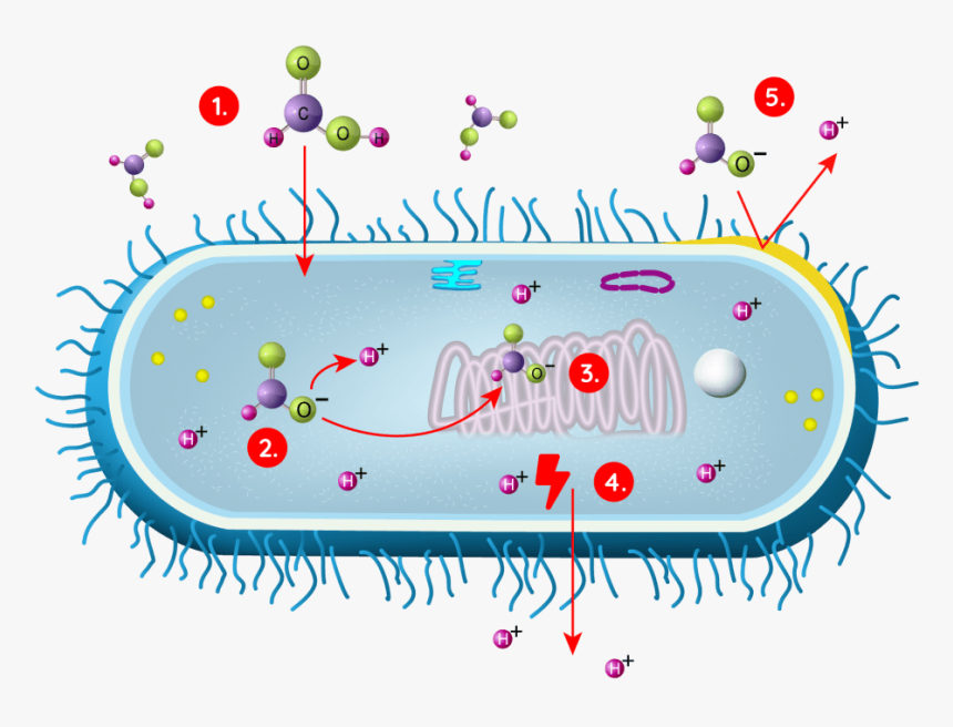 Organic Acid In Bacteria, HD Png Download